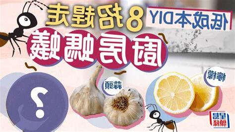 廚房 螞蟻